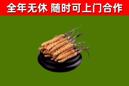 新都烟酒回收冬虫夏草.jpg